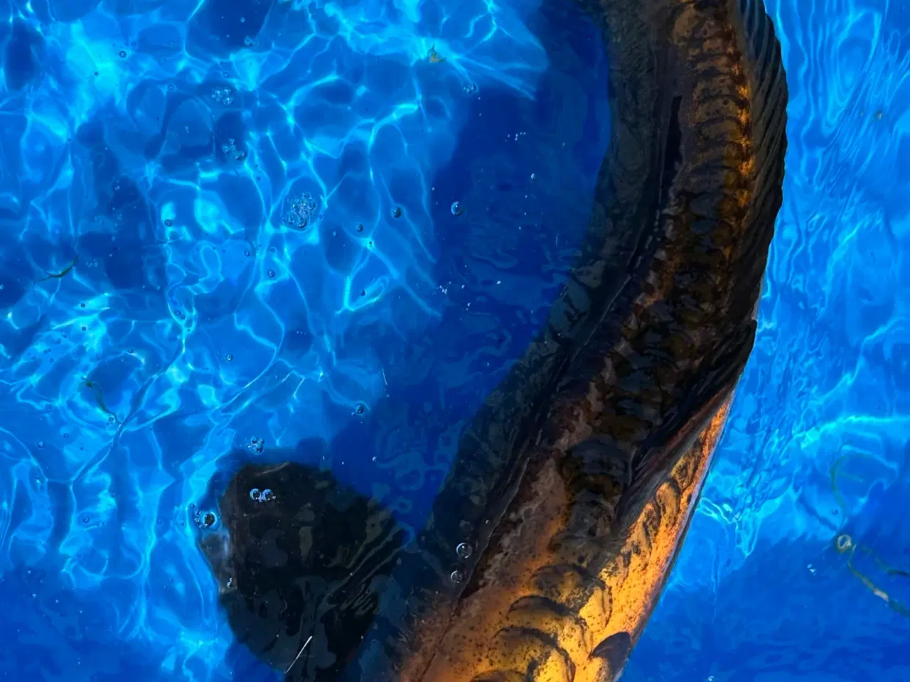 Billede 6 - Koi karper fra 30-55cm 