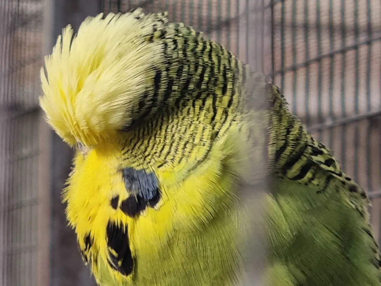 Billede 1 - Engelsk undulater 