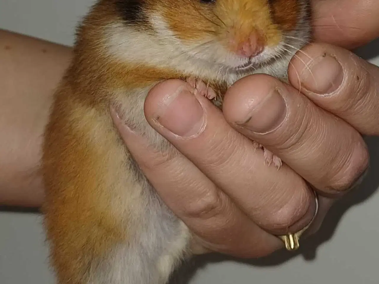 Billede 1 - Guldhamster unger