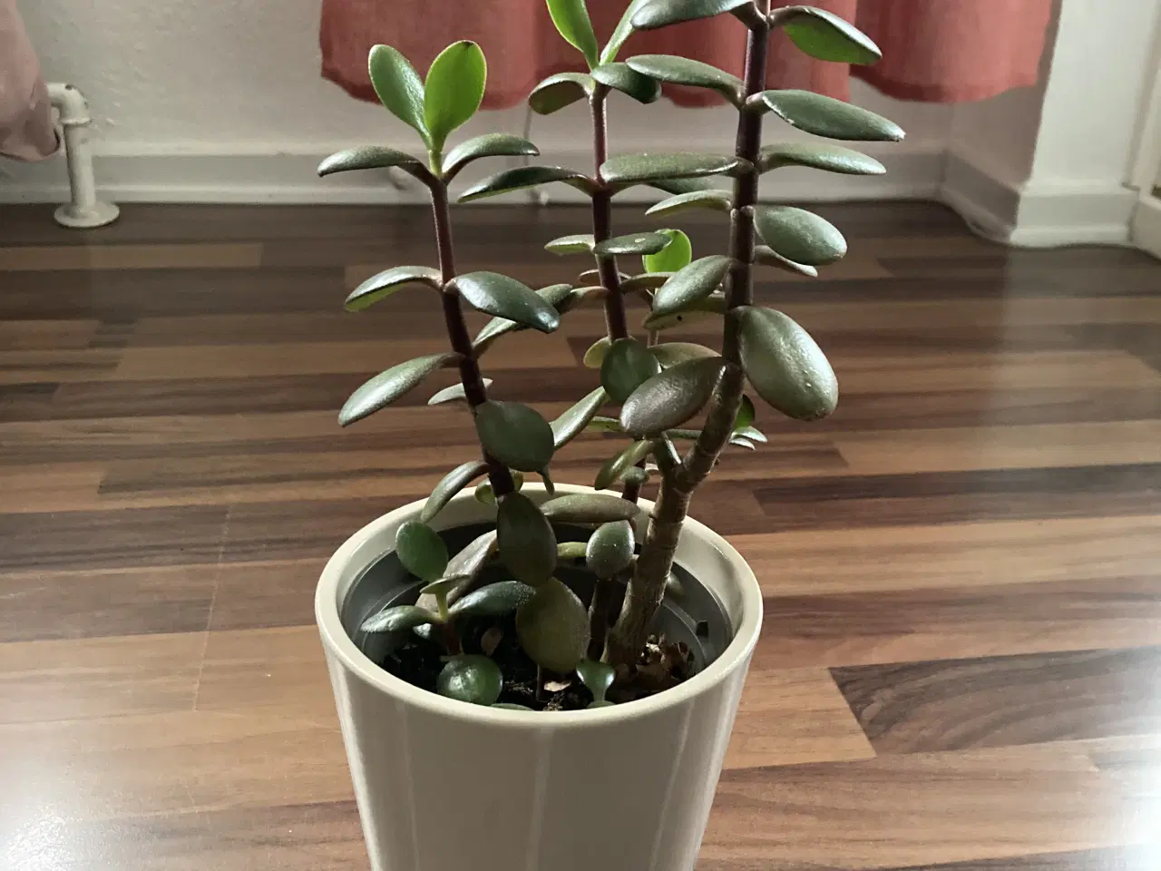 Billede 1 - Pengetræ