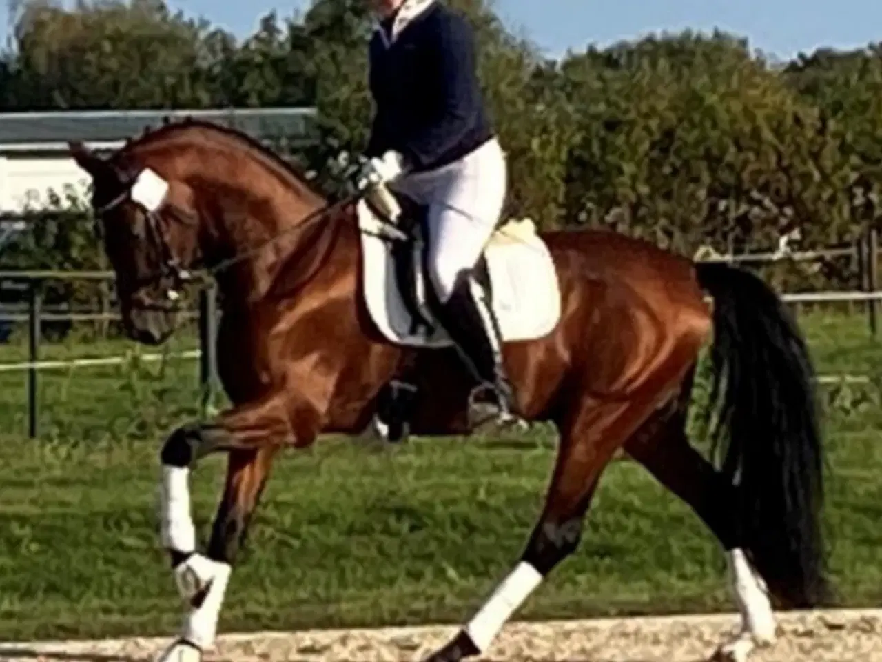 Billede 11 - Dansk Sports Pony 