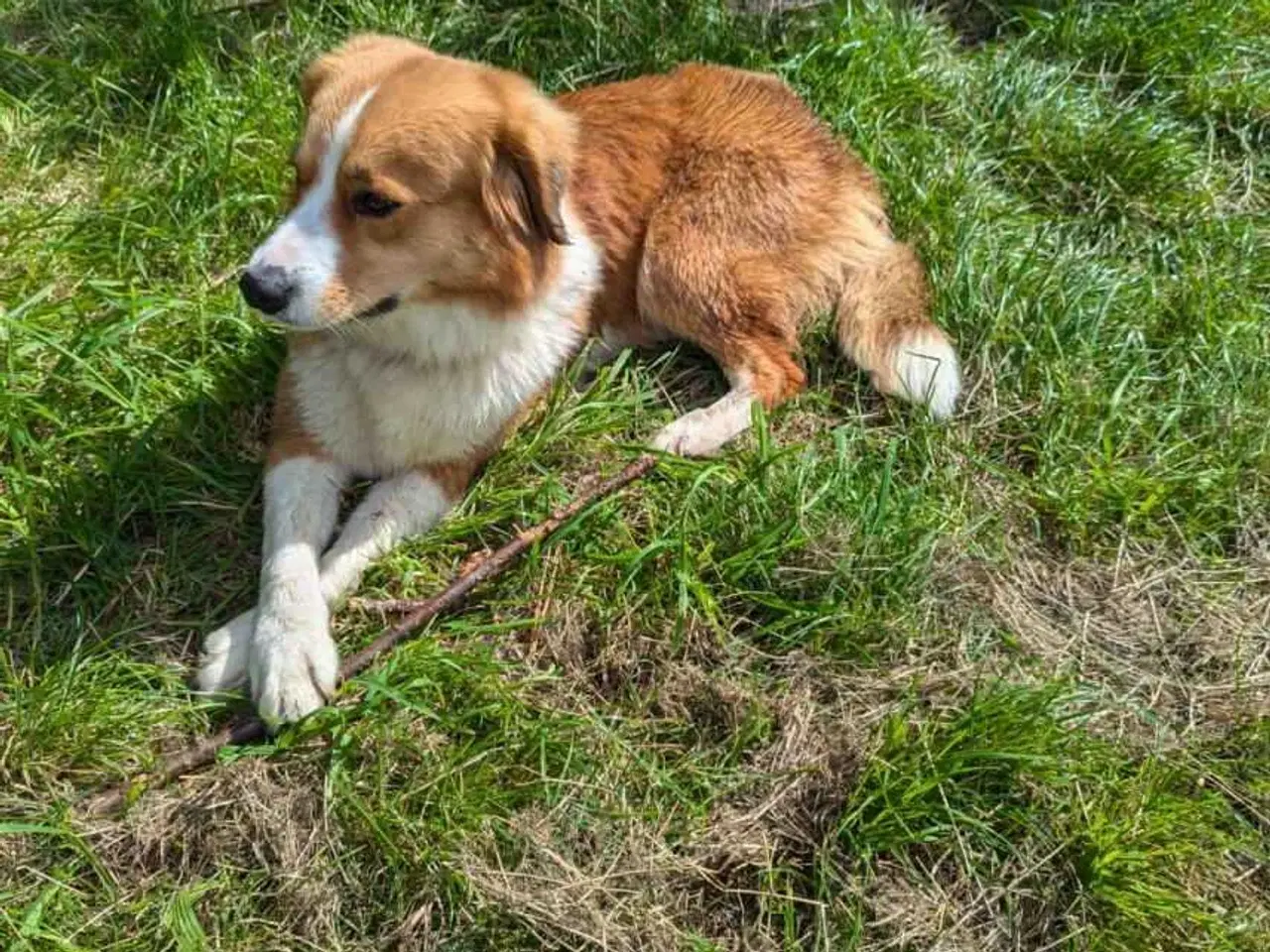 Billede 2 - Hanhund søges til parring 