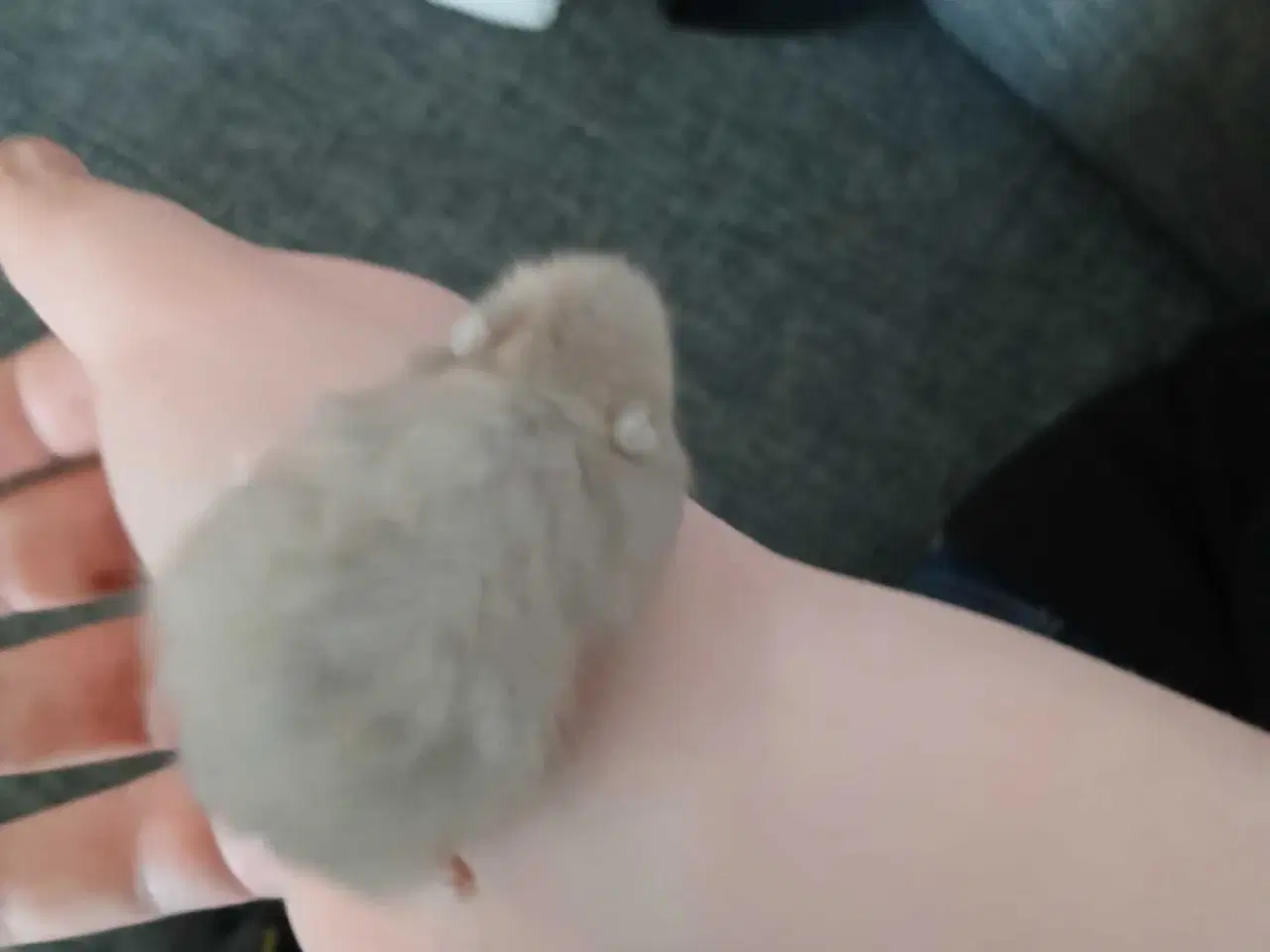 Billede 1 - Dværghamster unger 