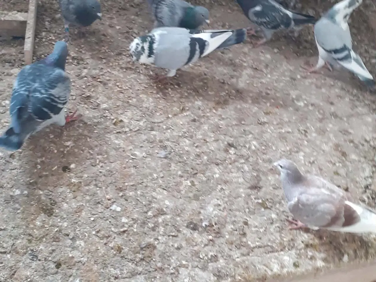 Billede 1 - Brevduer klar til avl med DFK ringe