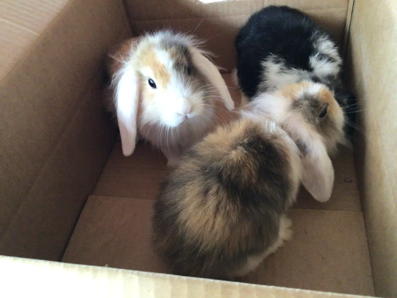 Billede 1 - Minilopper kaniner
