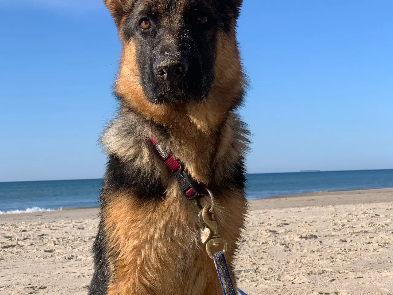 Billede 4 - Super skøn Schæferhund tæve 