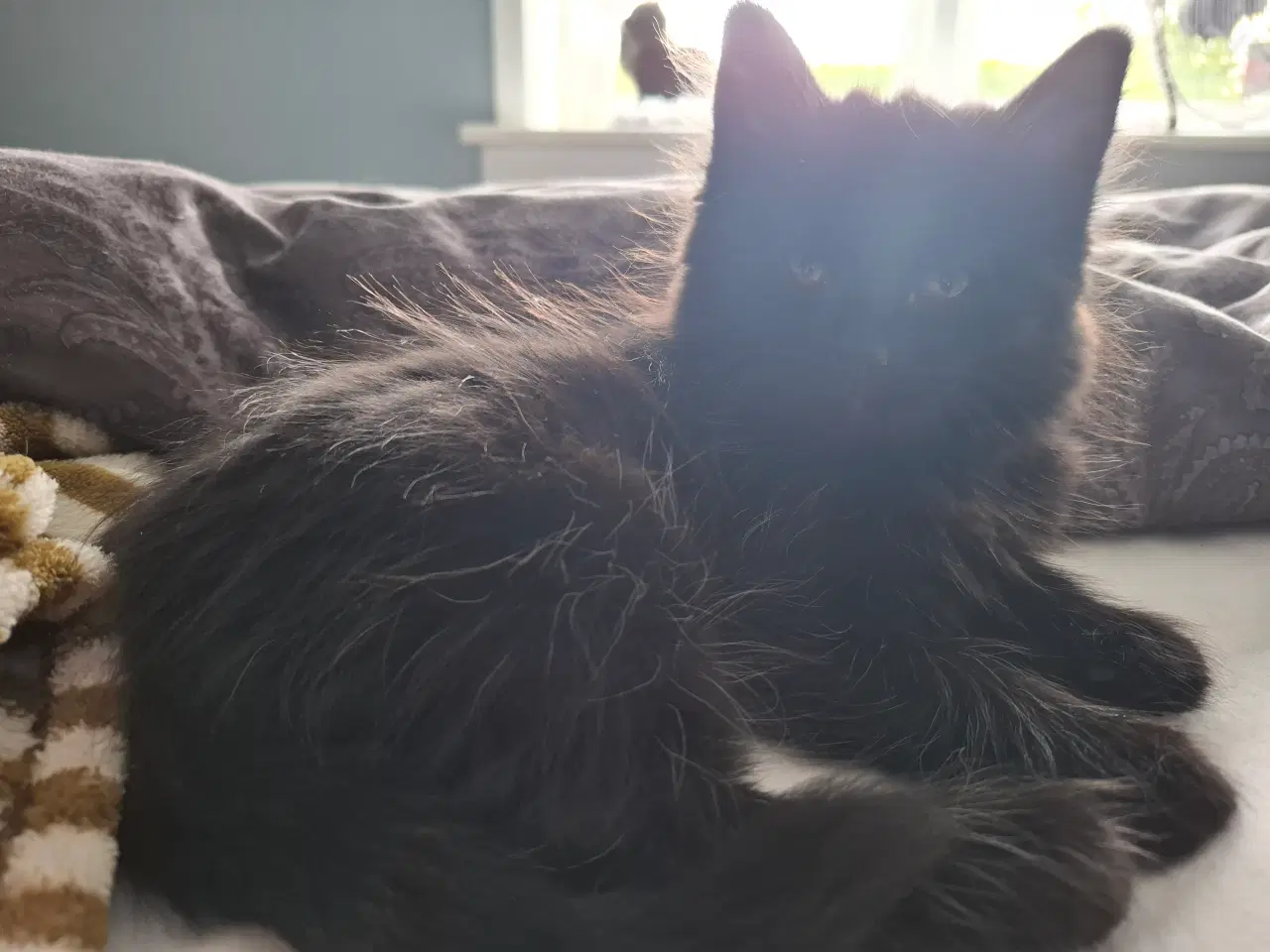 Billede 2 - Virkelig lækker main coon blanding salgsklar NU