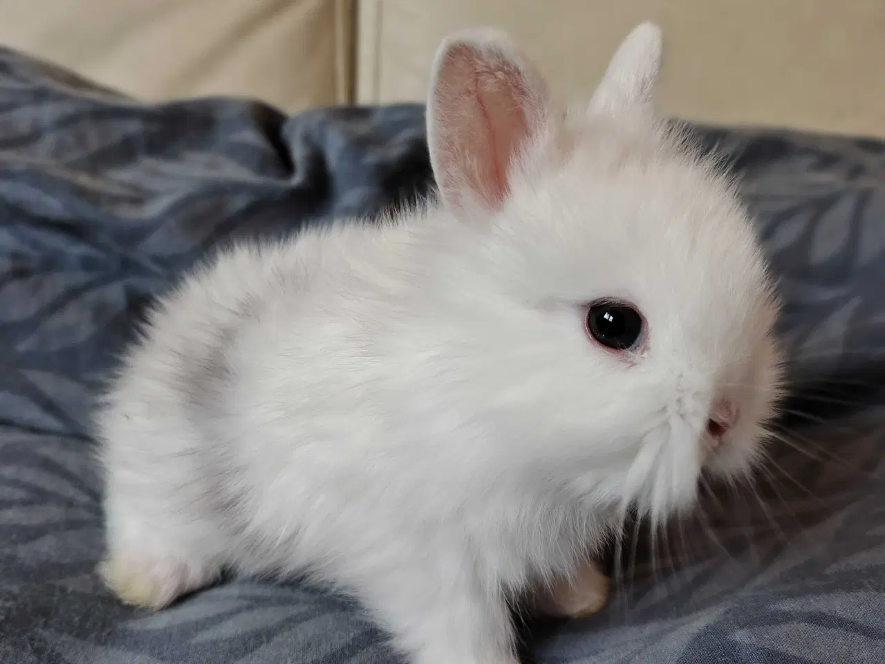 Billede 2 - Fluffy Mini Kaniner🐰