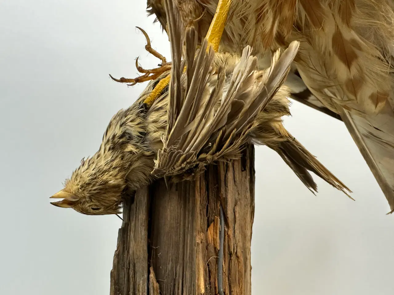 Billede 3 - Udstoppet høg m. bytte