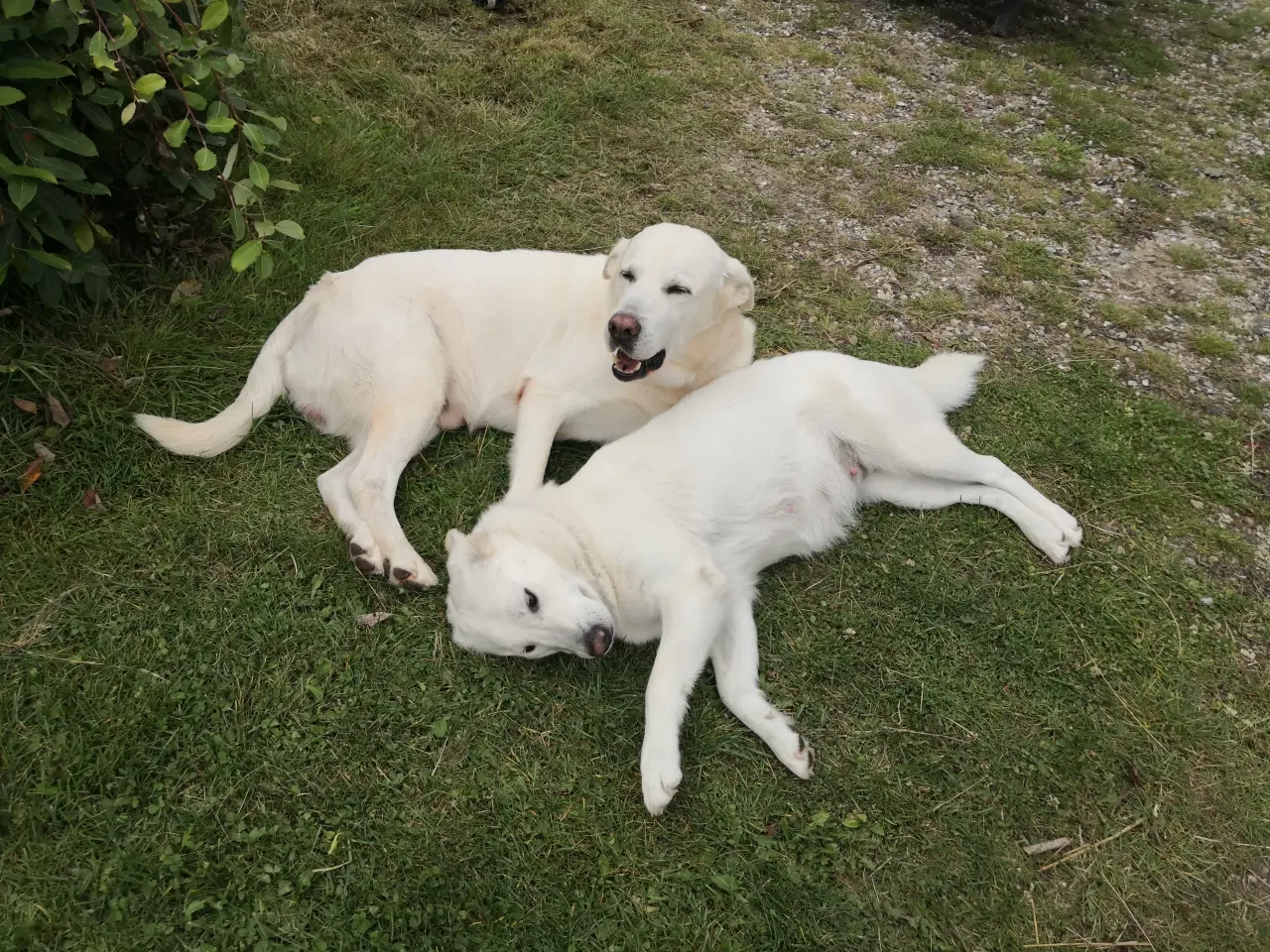Billede 9 - Familievenlige blandingshvalpe / hundehvalp