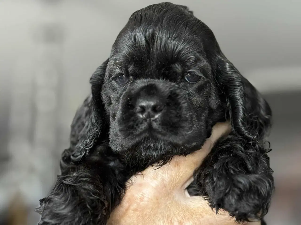 Billede 4 - Amerikansk cocker spaniel valper født 10 juni til 
