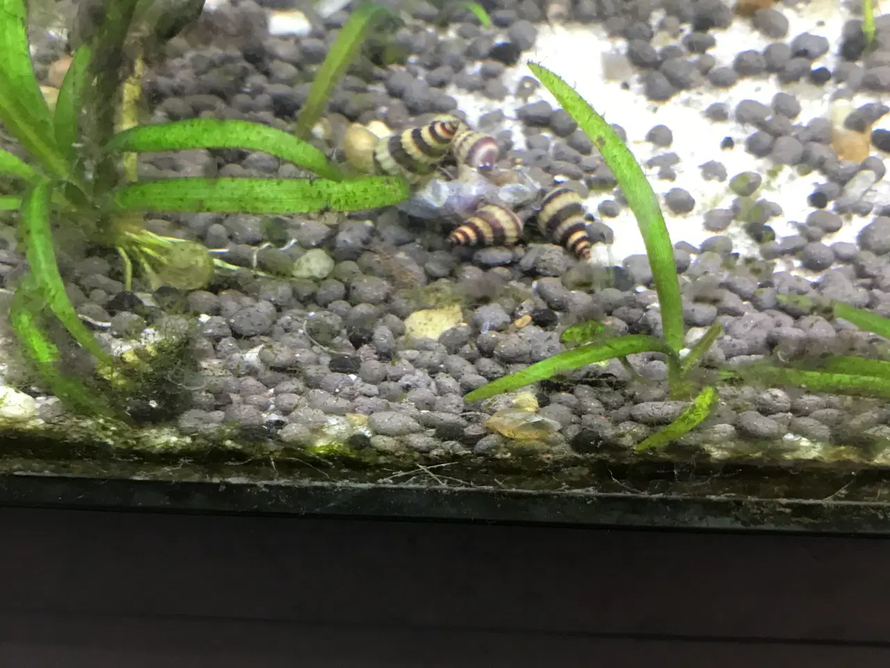 Billede 5 - 🐌 Helena snegle – mod uønskede snegle 5 stk 30 kr