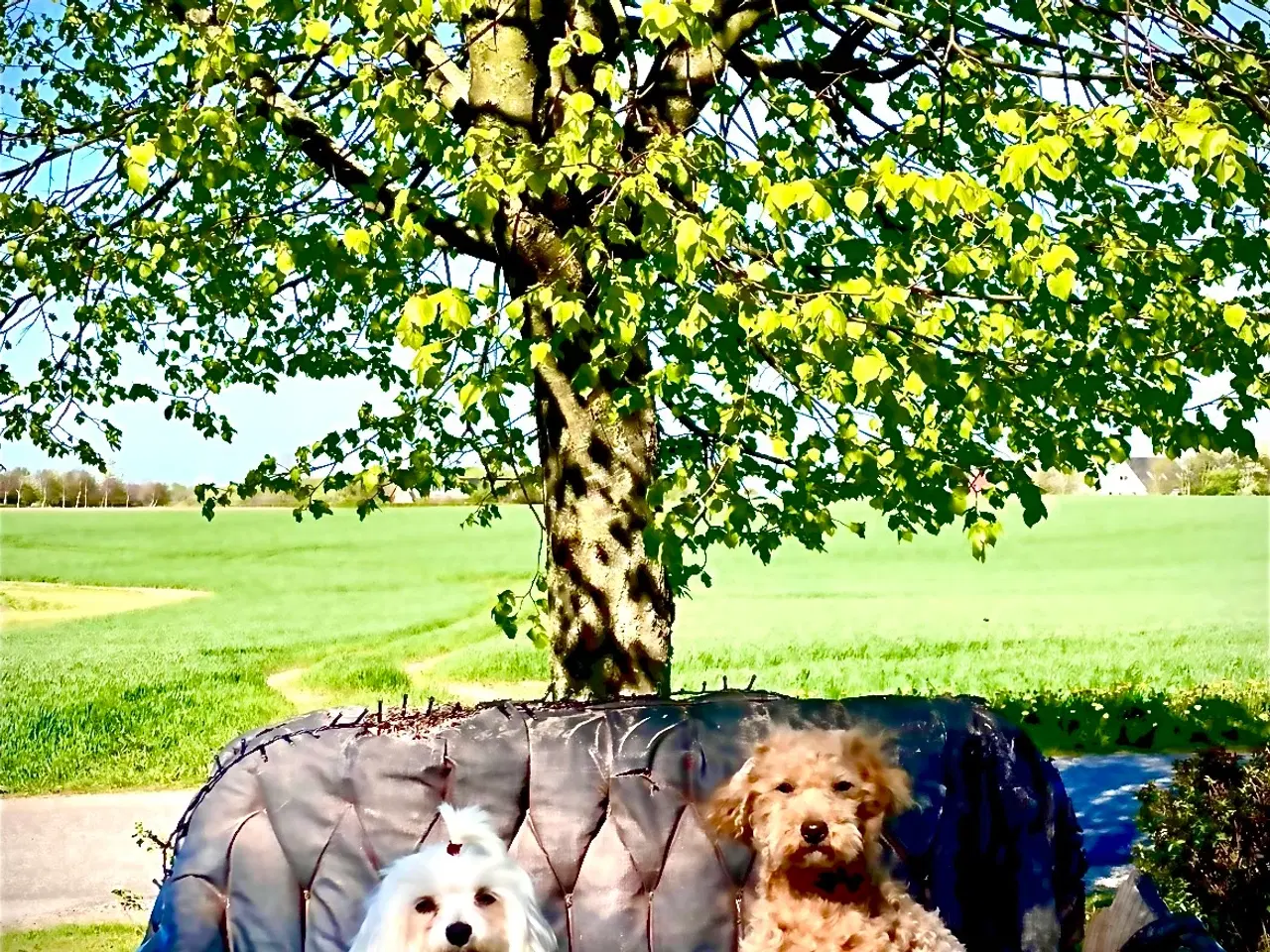 Billede 2 - 4 Maltipoo hvalpe