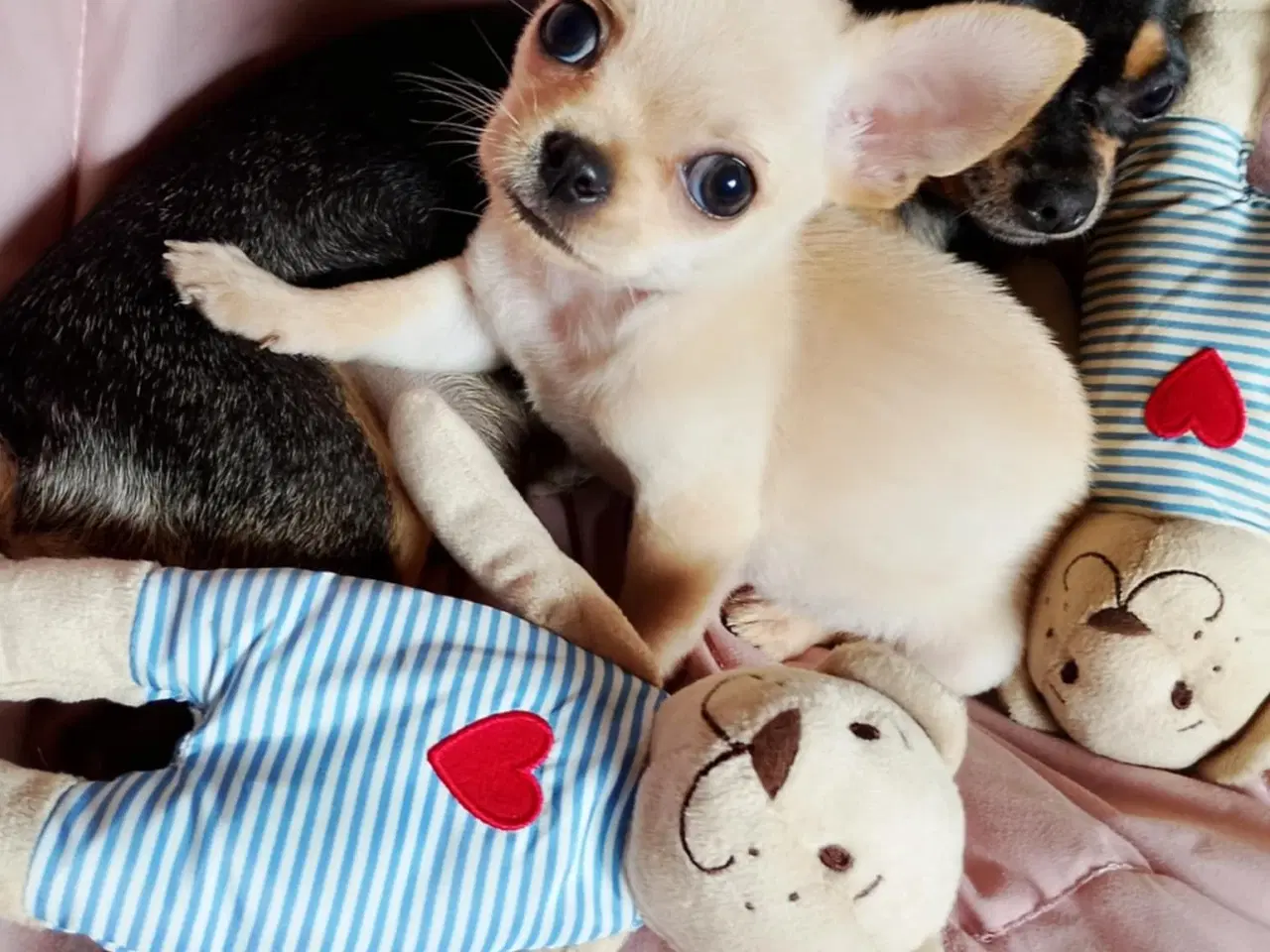 Billede 16 - Skøn chihuahua han mix hvalp