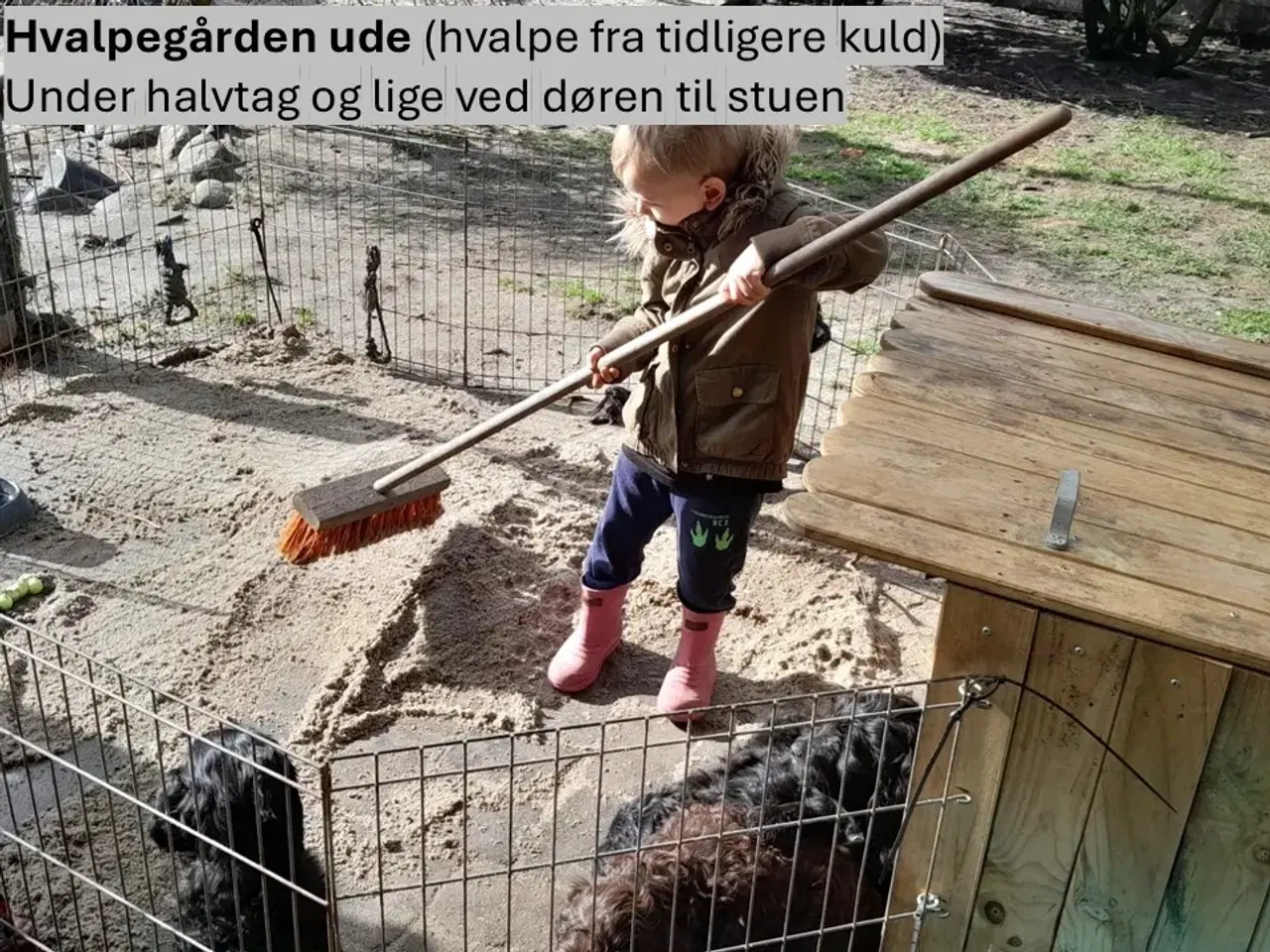 Billede 4 - Sproodle/springerdoodle hvalpe i vente