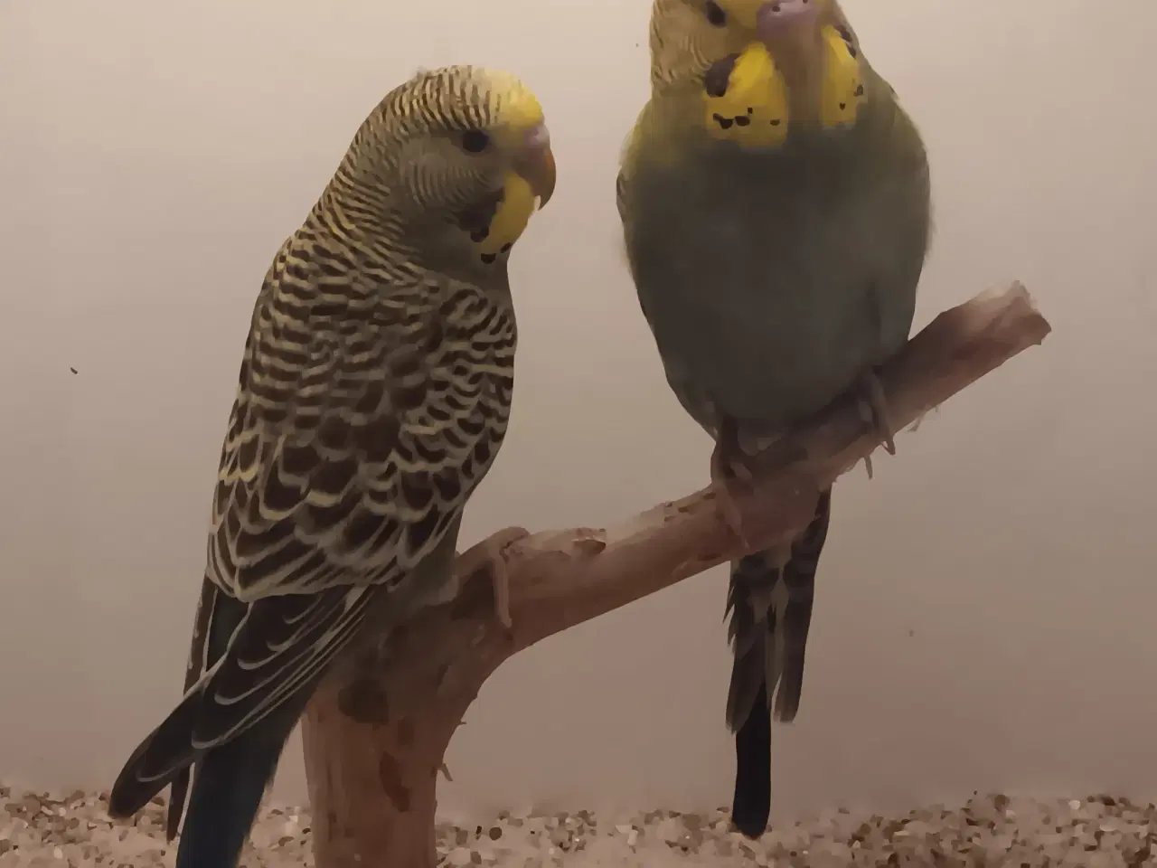 Billede 3 - Undulater unger