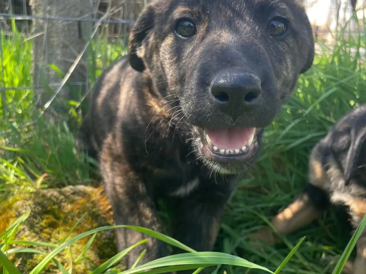 Billede 14 - Kira søger sin egen familie❤️