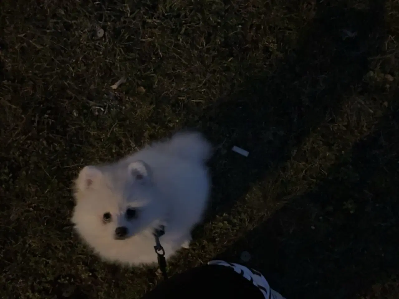 Billede 5 - Verdens sødeste Pomeranian dreng søger nyt hjem 💙