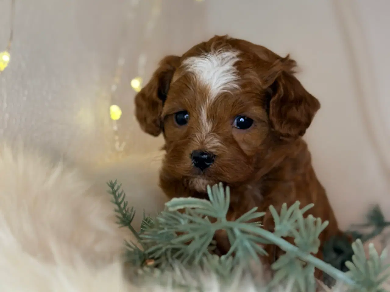 Billede 10 - Cavapoo dreng