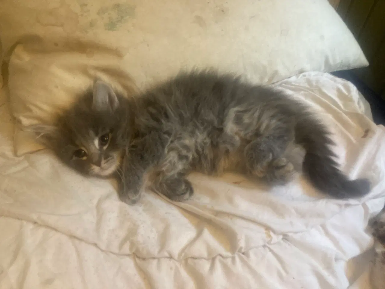 Billede 18 - Maincoon/Ragdoll/BS