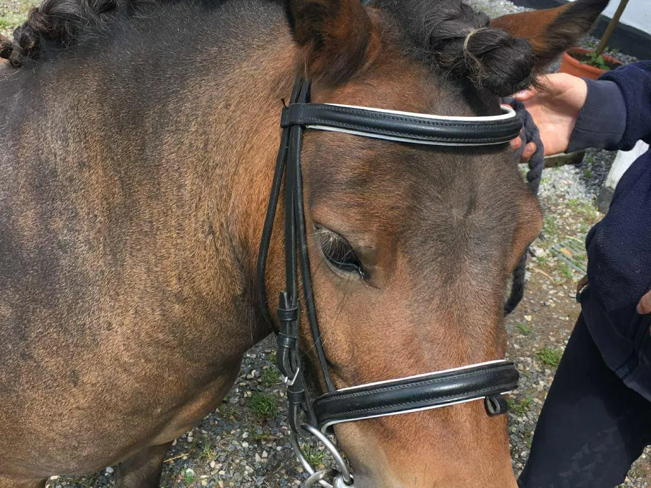 Billede 6 - Hingst/avlhopper Sælges 