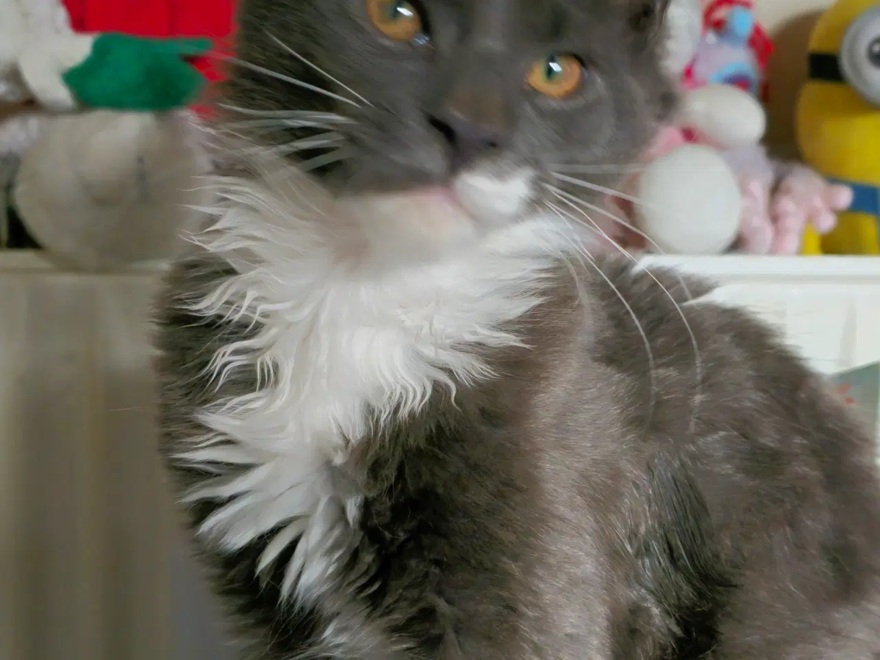 Billede 3 - Fræk og kælen dreng