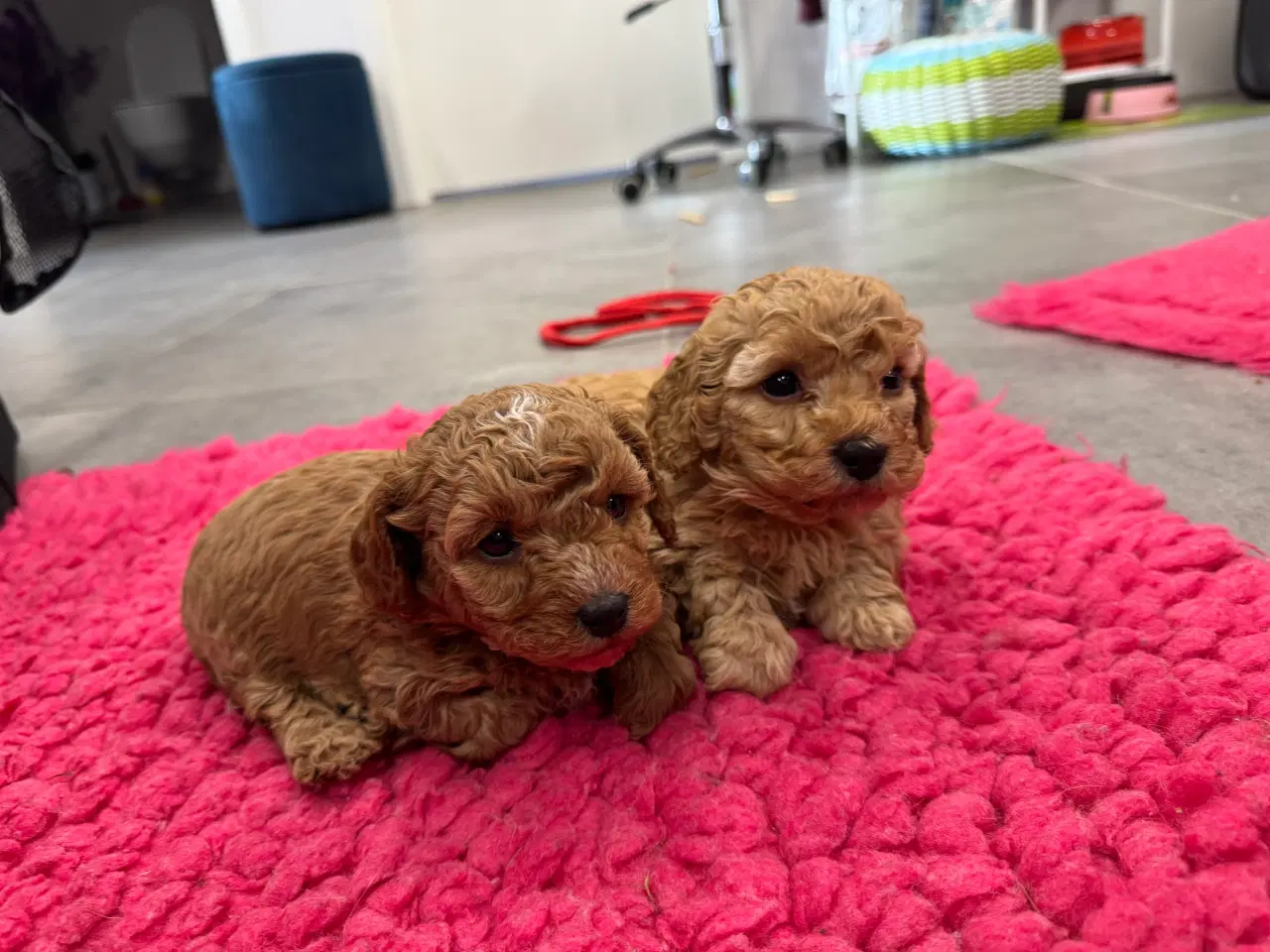 Billede 1 - 🐾✨ Skønne Maltipoo hvalpe klar til deres nye fami