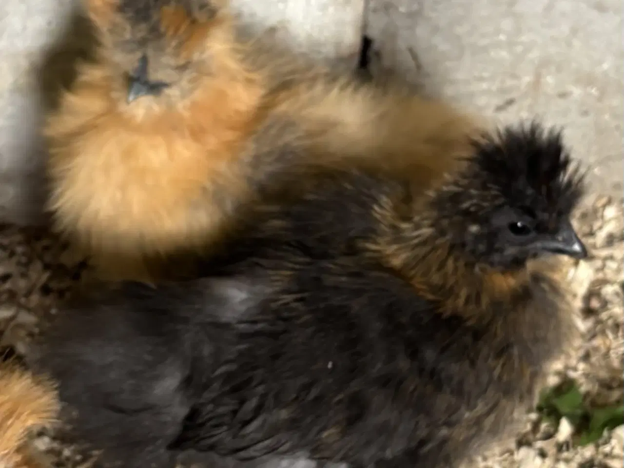 Billede 3 - Silkekyllinger