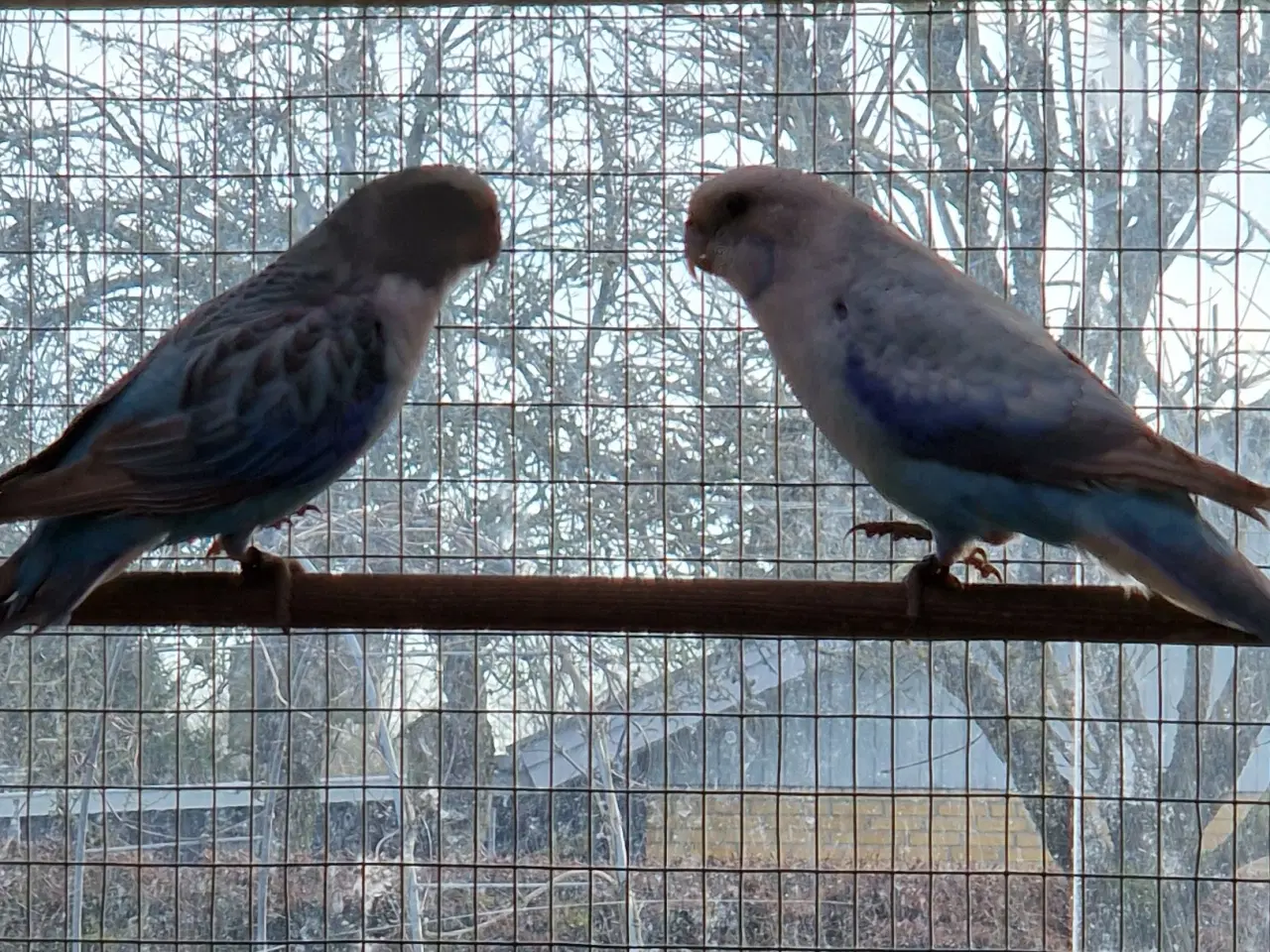 Billede 1 - Blå Pastel Rosella