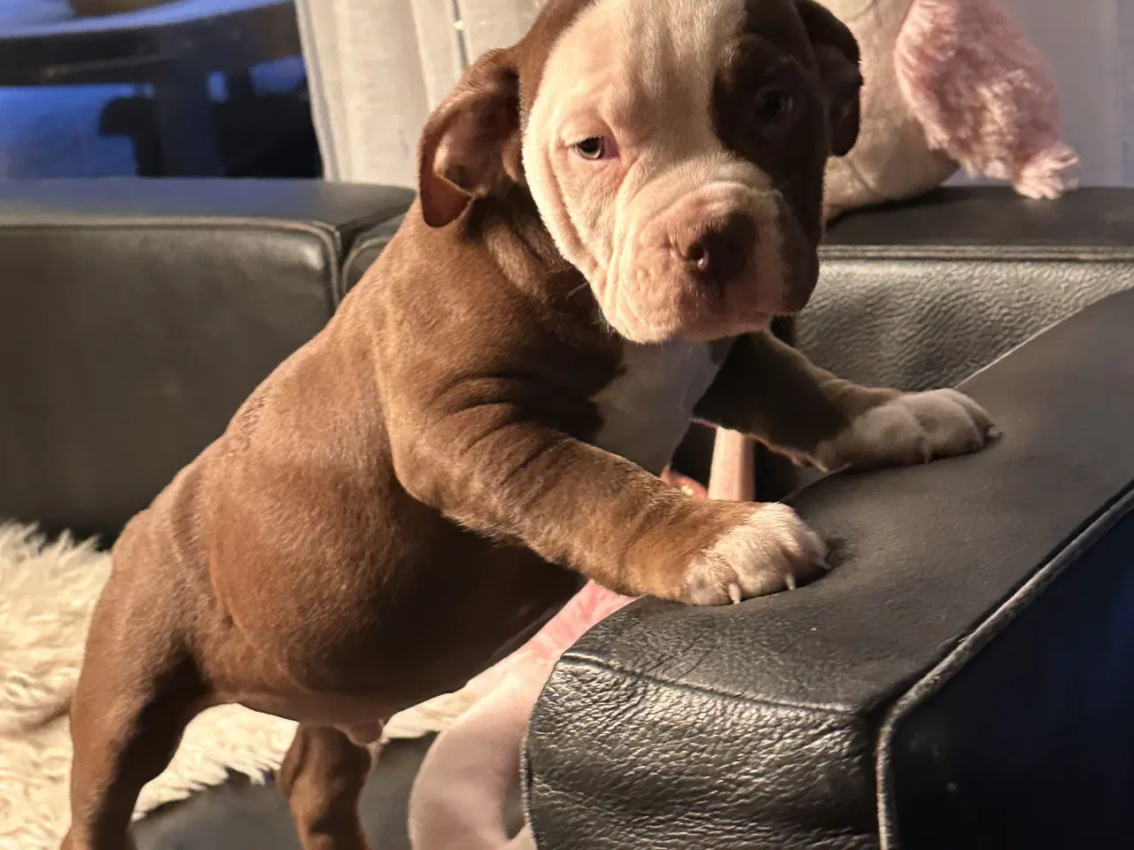 Billede 3 - Old english bulldog