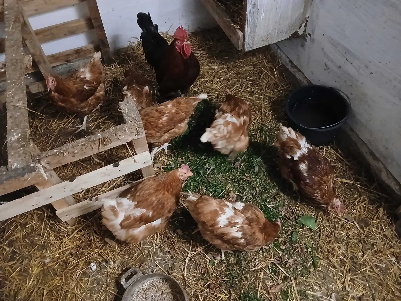 Billede 1 - 6 styk 1 års gode høns til salg 35 kr pr styk 