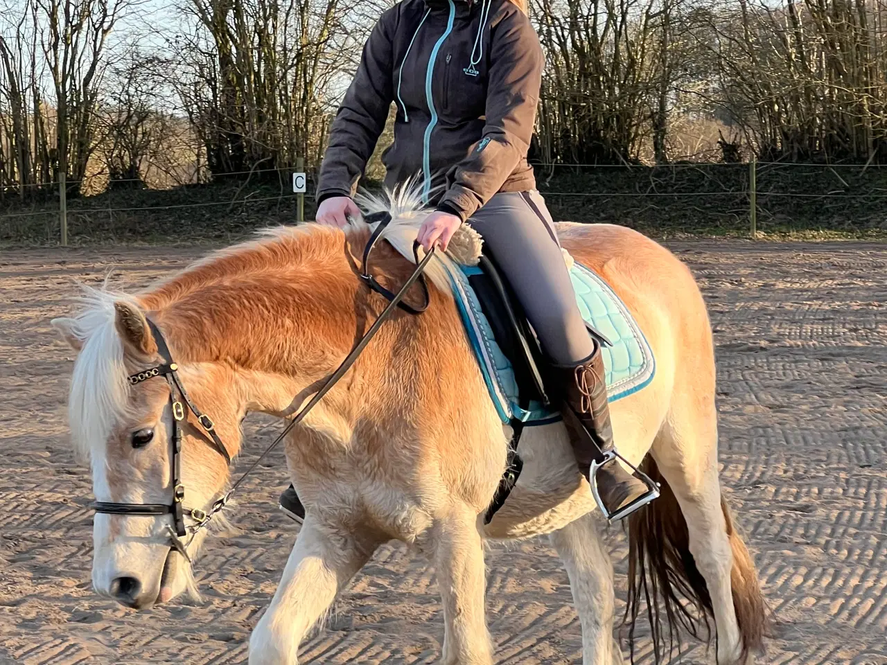 Billede 1 - Haflinger 3 års vallak