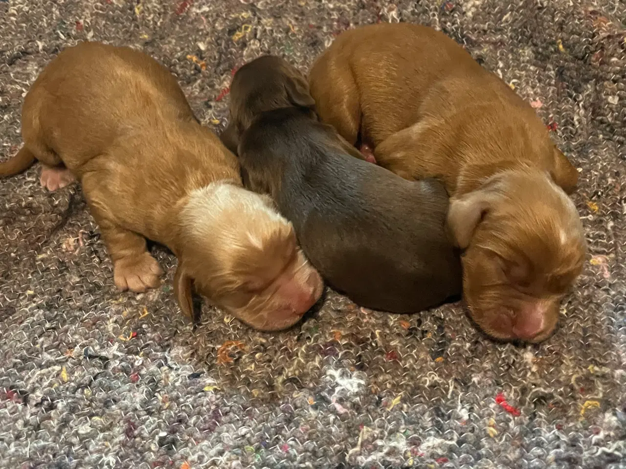 Billede 4 - Cocker spaniels hvalpe