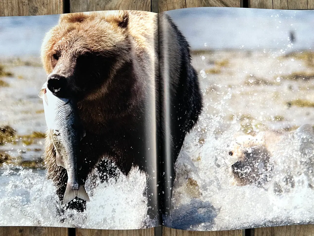 Billede 5 - Wonders of Nature, Jannie Nikola, Dansk og Engelsk