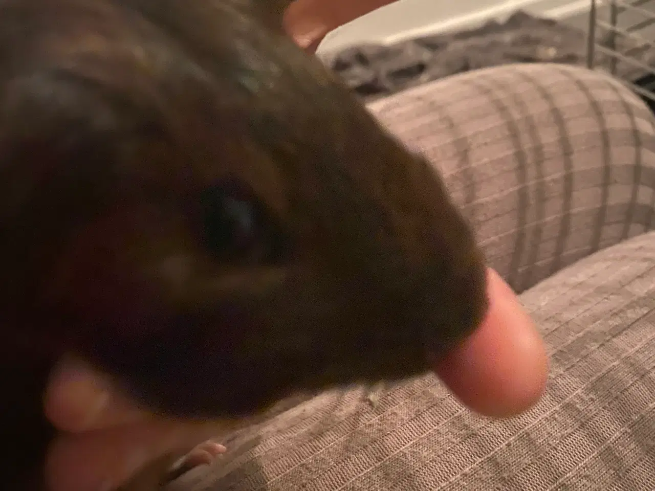 Billede 2 - Marsvin Han unge