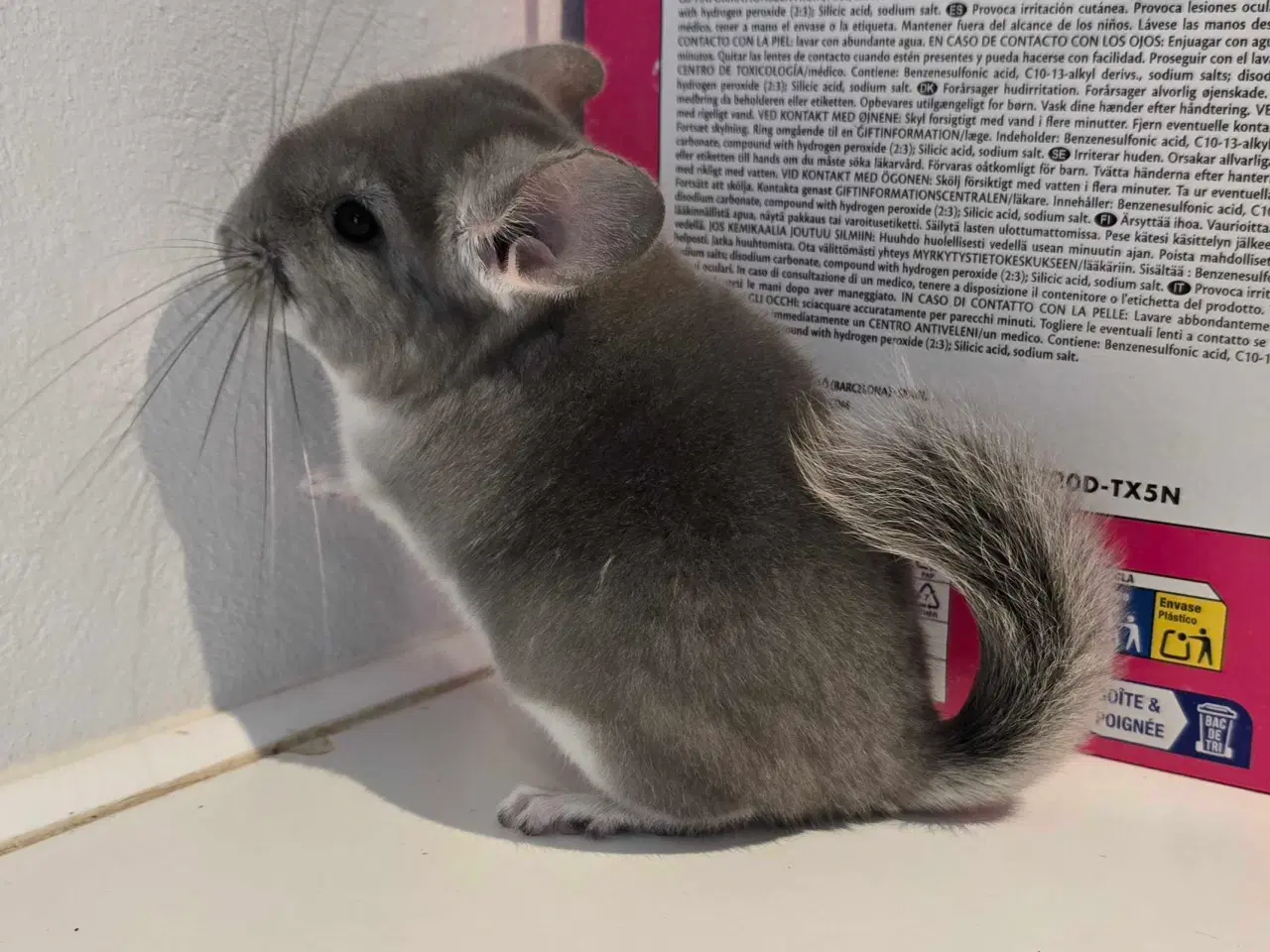 Billede 1 - Chinchilla unge