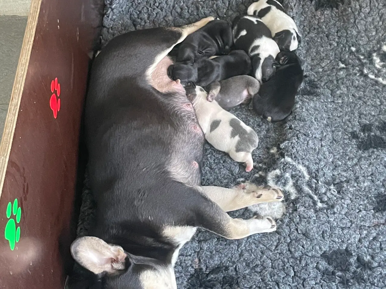 Billede 10 - Franske bulldog hvalpe rejseklare NU