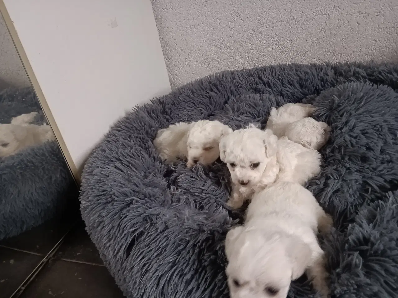 Billede 4 - Bichon Frise, hvalpe, 10 uger