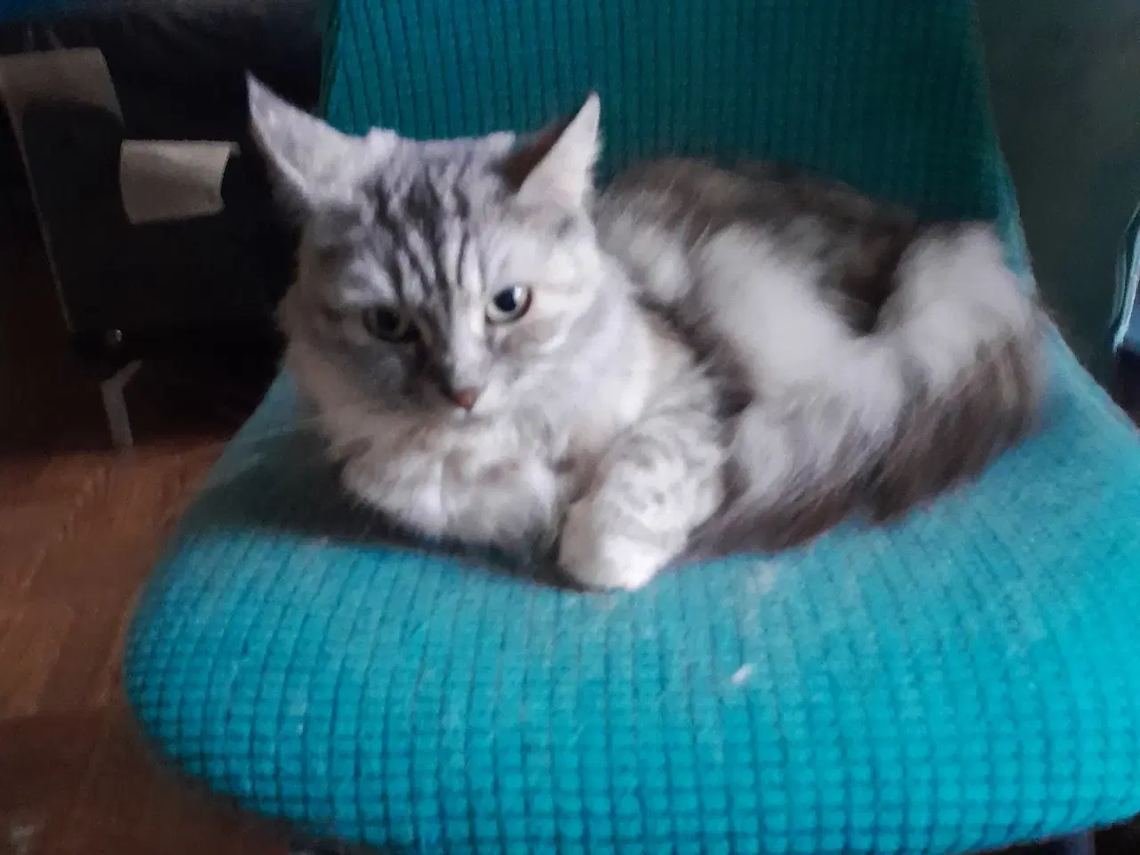 Billede 5 - Skøn maincoone blanding