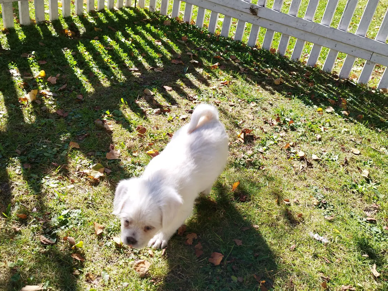 Billede 1 - Mops/Coton de Tulear 