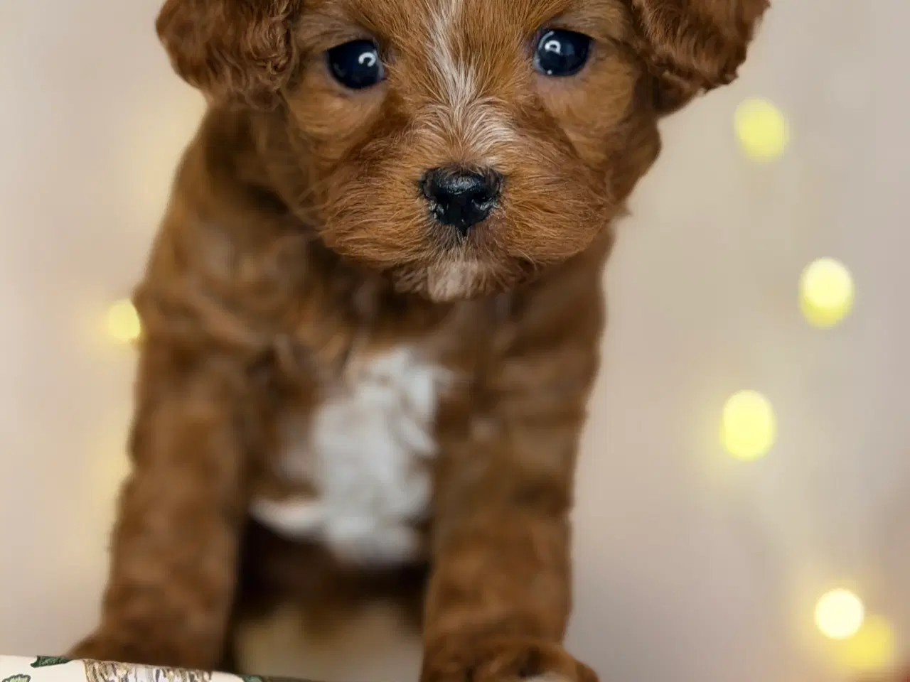 Billede 3 - Cavapoo dreng