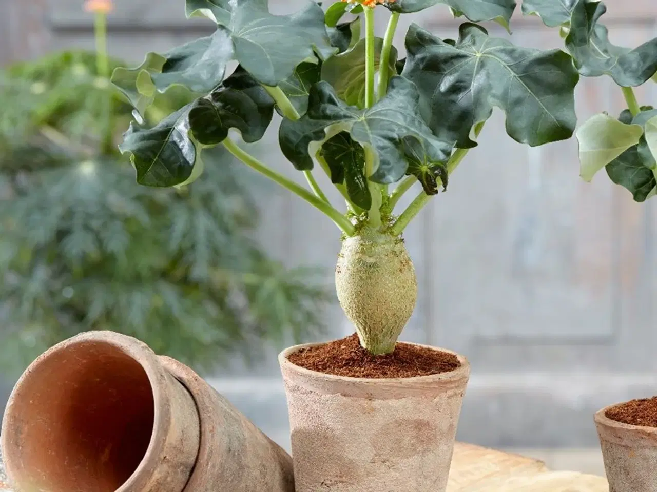 Billede 1 - 30 Sjældne Jatropha Curcas Frø inkl levering 