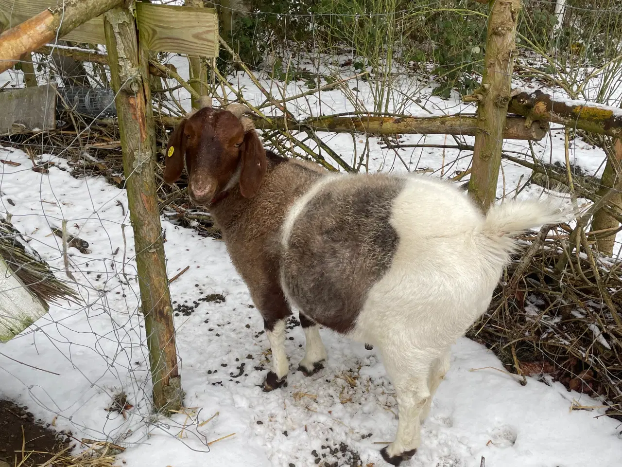 Billede 16 - Kærlig nyt hjem søges til to søde geder 🐐 🐐 