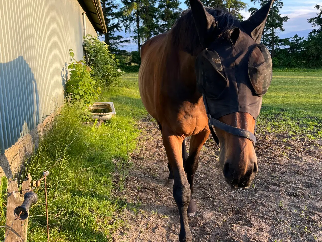 Billede 6 - Dansk varmblod, vallak 9 år