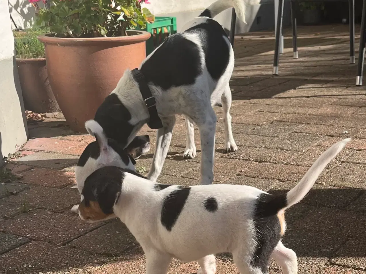 Billede 6 - Dansksvensk Gårdhund hvalpe