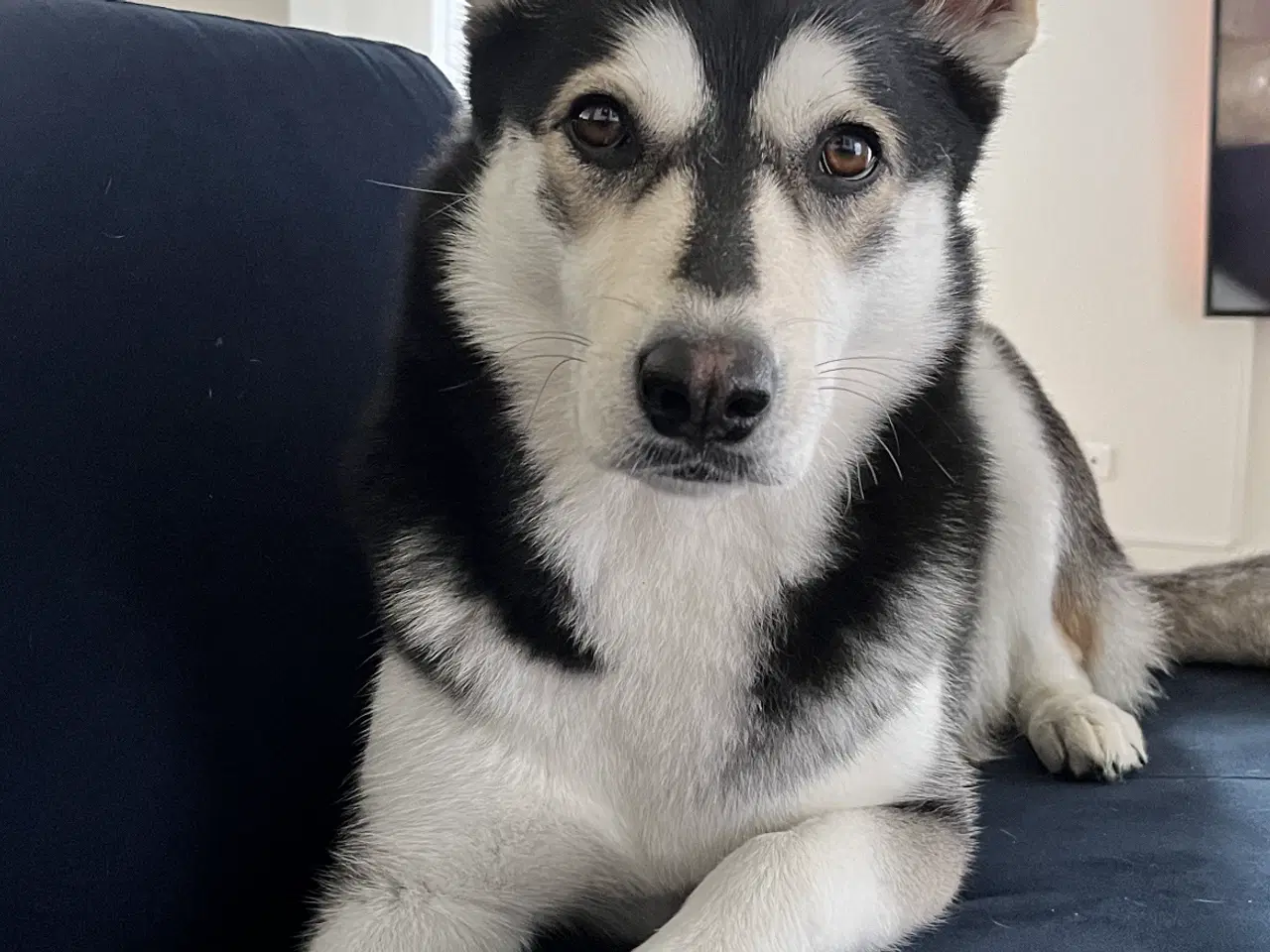 Billede 7 - Sibirisk husky hvalpe