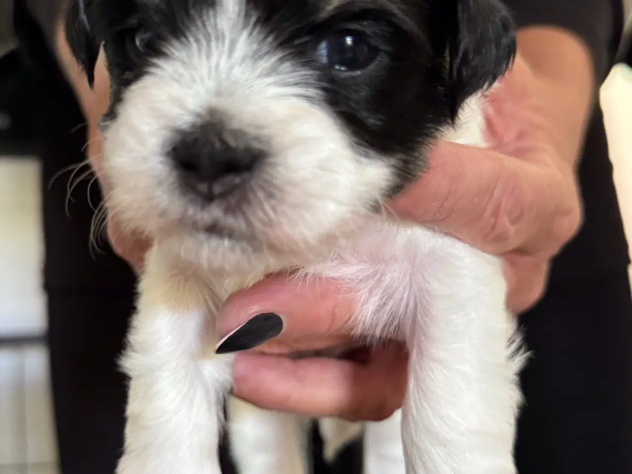 Billede 3 - Bichon Havanais hvalpe sælges. 4 uger