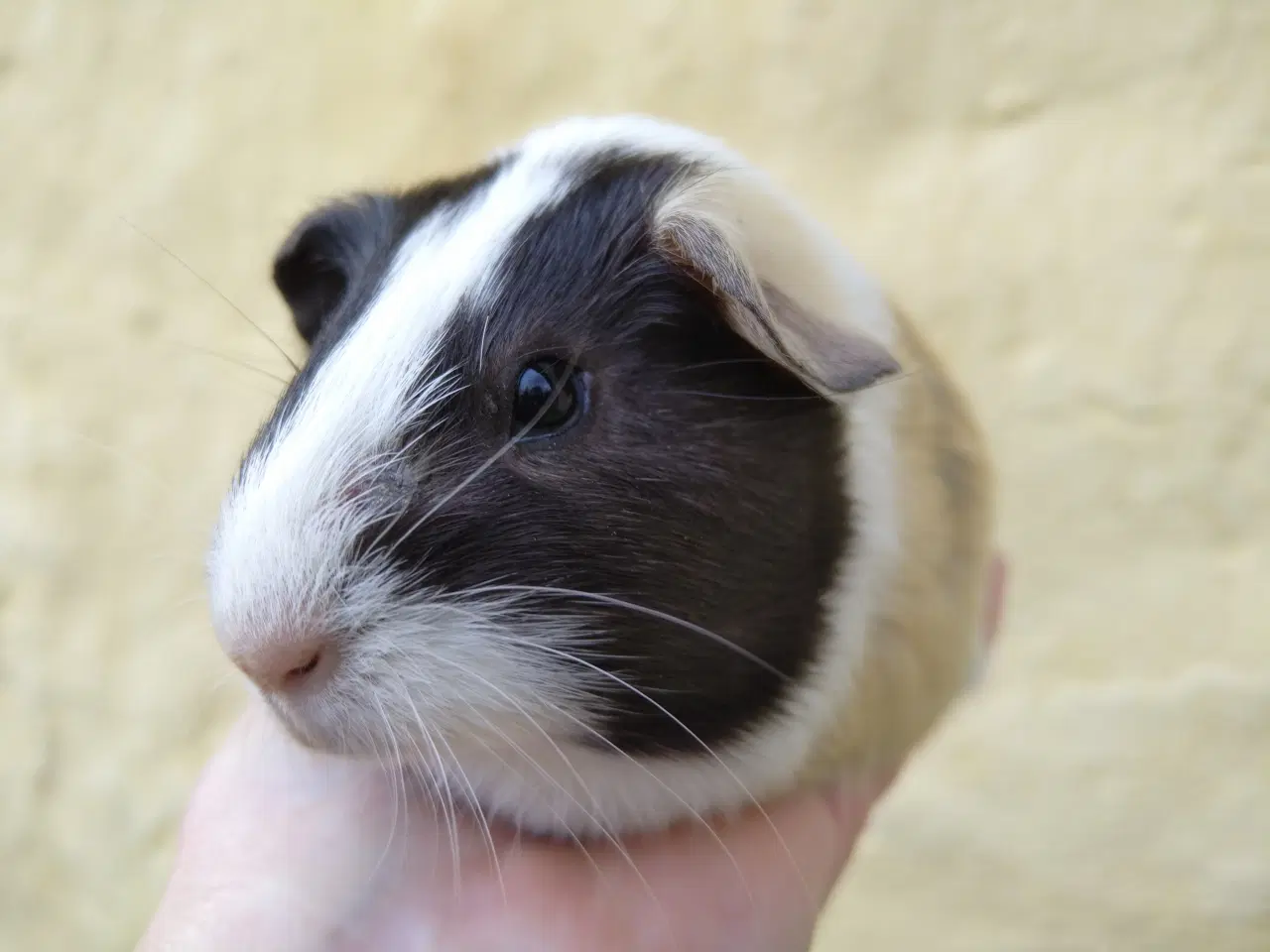 Billede 6 - 2 søstre, glathårede 