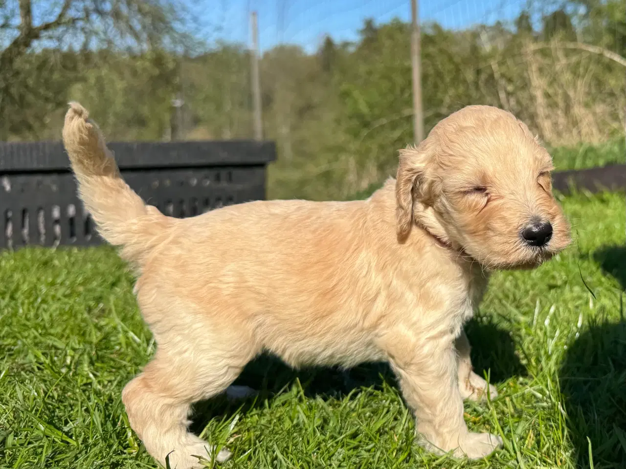 Billede 3 - Cockapoo / Cockerpoo / Doodle
