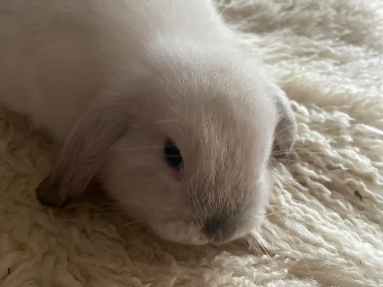 Billede 2 - Mini Lop kanin unge til salg.